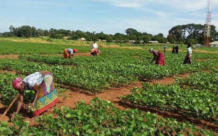 Women Farmers in Field