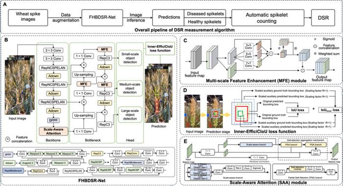 FHBDSR-Net: Automated measurement of diseased spikelet rate of Fusarium Head Blight on wheat spikes