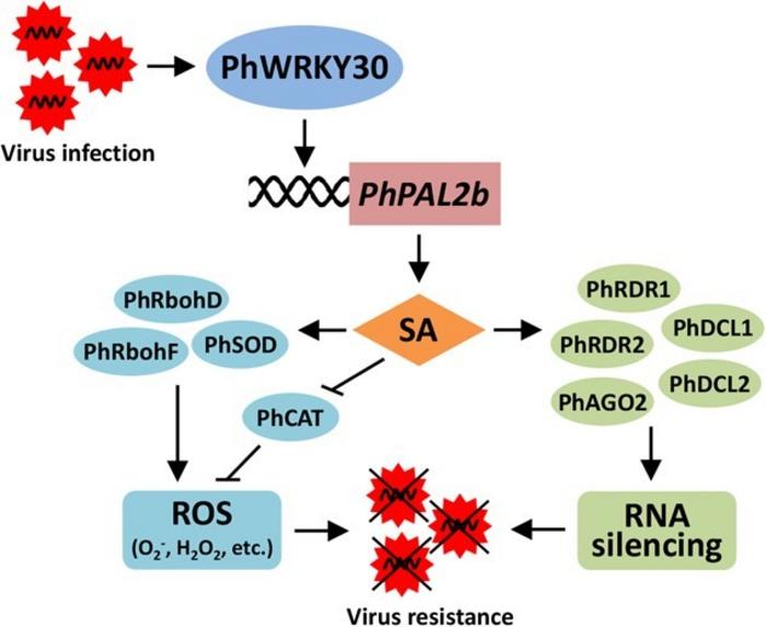 A proposed model for the role of PhWRKY30 in antiviral defense response.