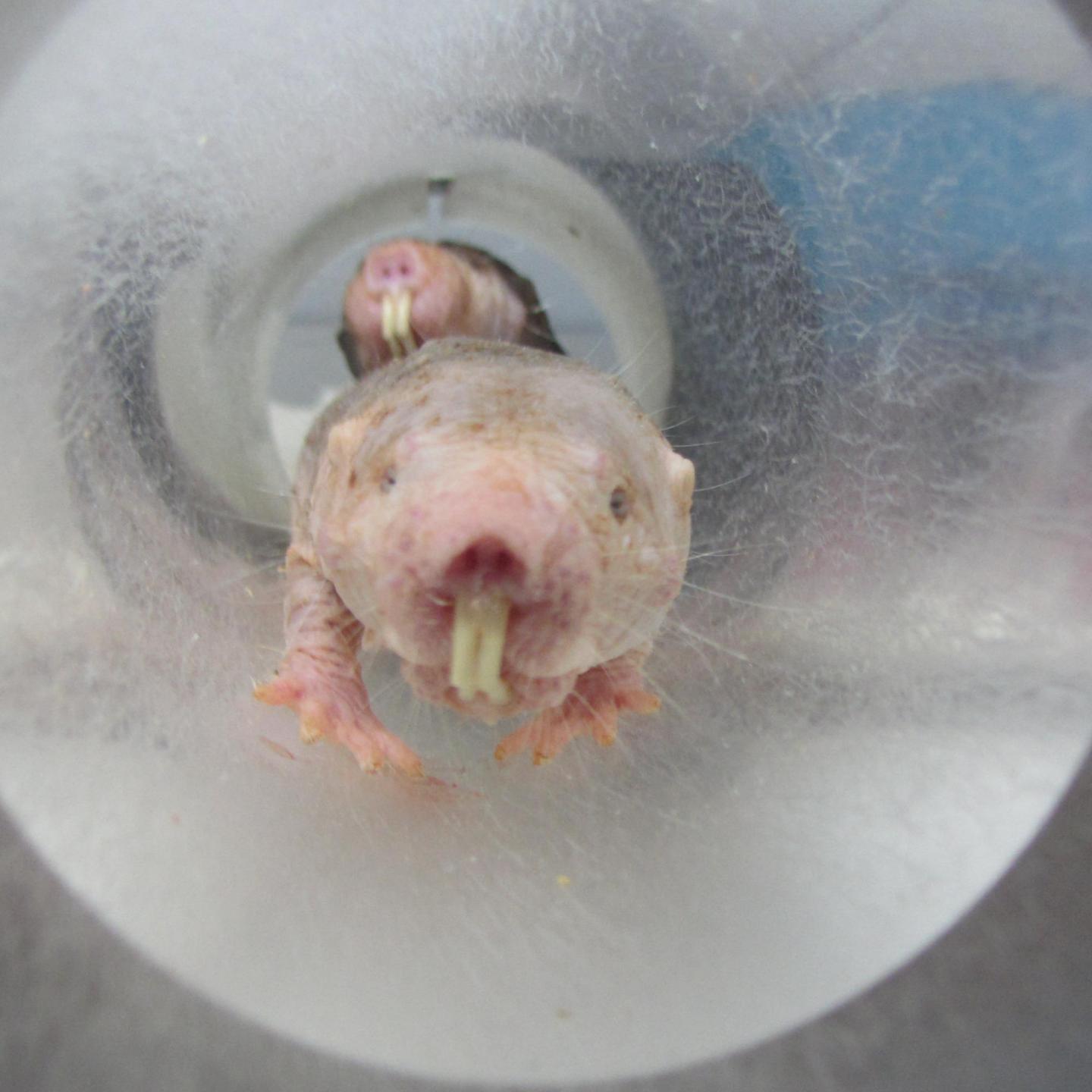 Naked Mole-Rat