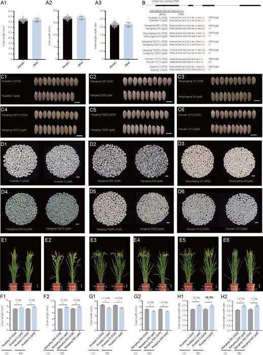 Fig. 1. CRISPR/Cas9-mediated gs9KO allele rapidly improves the grain shape and appearance quality of japonica cultivars.