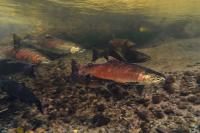 At-Risk Species Include Species of Salmon and Southern Resident Killer Whales