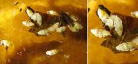 The New Species <i>Carychium panamaense</i>