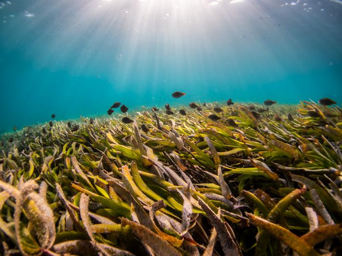 Shoal of Parrotfish in seagrass