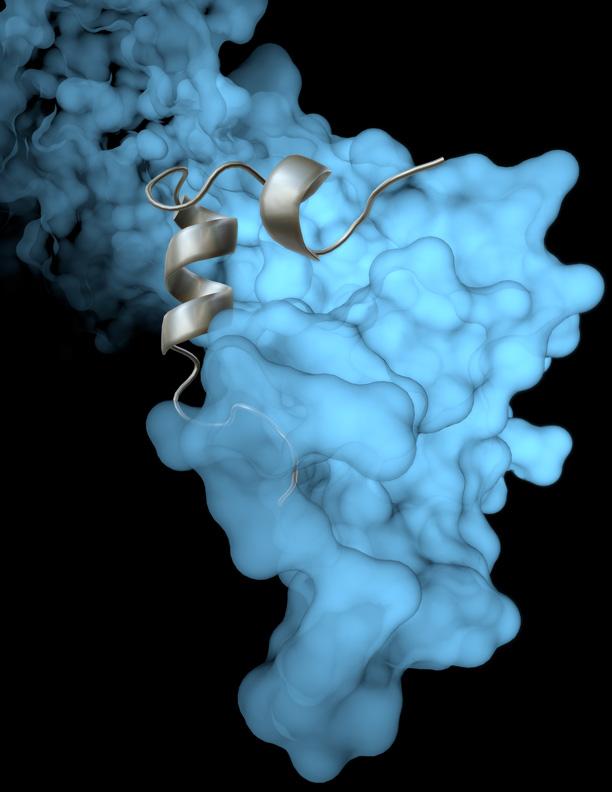 Ebola Virus Image