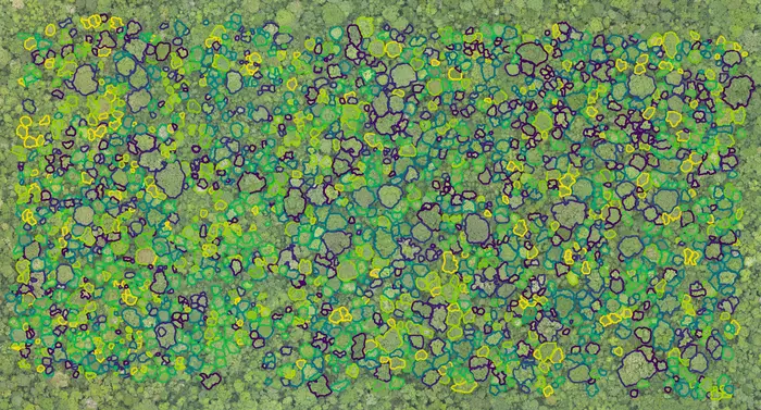 The proportion of tree species with more, and more diverse neighbors is greater near the equator. This is a map of the tree crowns in the long-term forest study site (ForestGEO site) at the Smithsonian’s Barro Colorado Island Research Station in Panama.