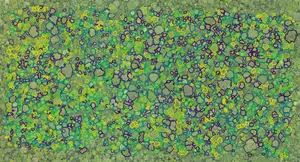 The proportion of tree species with more, and more diverse neighbors is greater near the equator. This is a map of the tree crowns in the long-term forest study site (ForestGEO site) at the Smithsonian’s Barro Colorado Island Research Station in Panama.