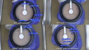 Documentation of female mosquito behavior during exposure to a human hand while testing the repellent mechanism of borneol