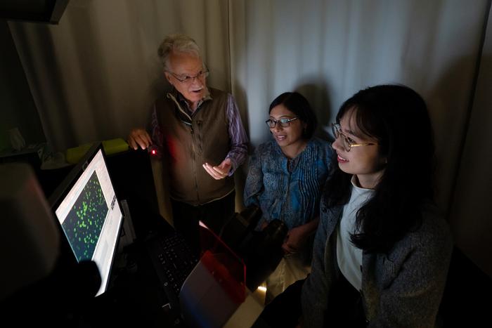 St. Jude researchers found that ABCC4 interacts with a “neighborhood” of proteins through sticky protein regions called PDZ domains to restrict ABCC4’s movement.