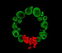 Christmas Wreath Image