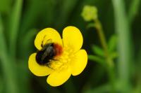 <i>Bombus lapidarius</i>