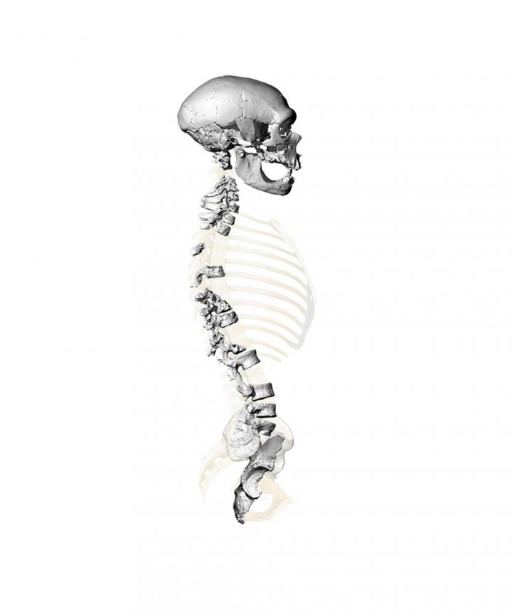 Virtual Reconstruction of the Skeleton Found in La Chapelle-aux-Saints