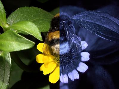 Creeping Zinnia (<i>Sanvitalia procumbens</i>) with UV shades