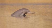Indus River dolphin