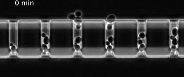 Cells Aging in a Chip