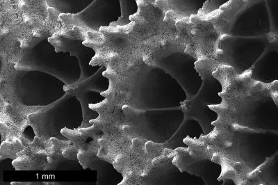 Comprehending Coral's Complex Response to Climate Change (2 of 4)