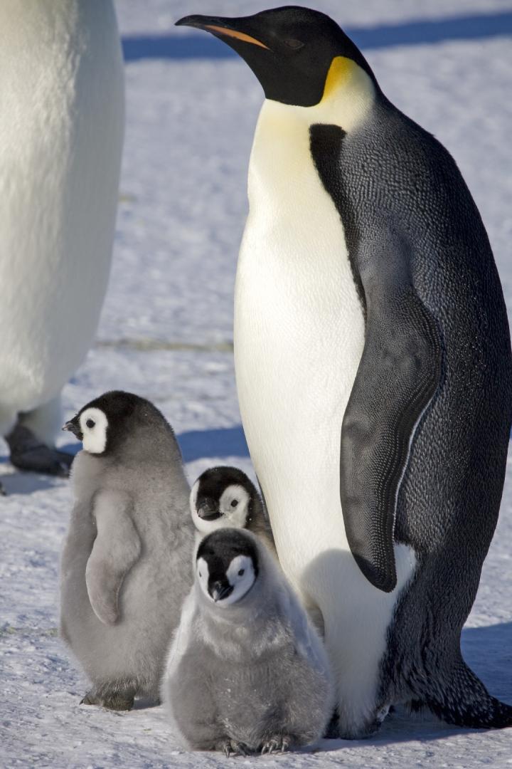 Emperor Penguins 