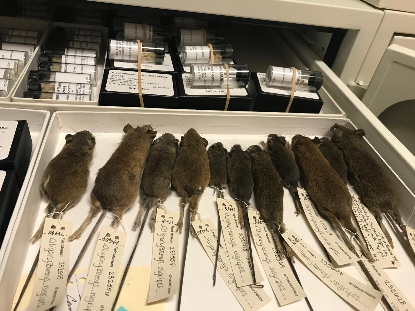 Collections Drawer