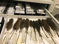 Collections Drawer