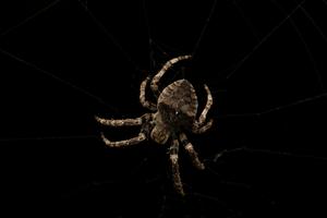 Web-building spiders