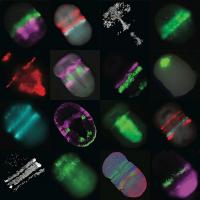 Fluorescent Staining of Acorn Worm Embryo