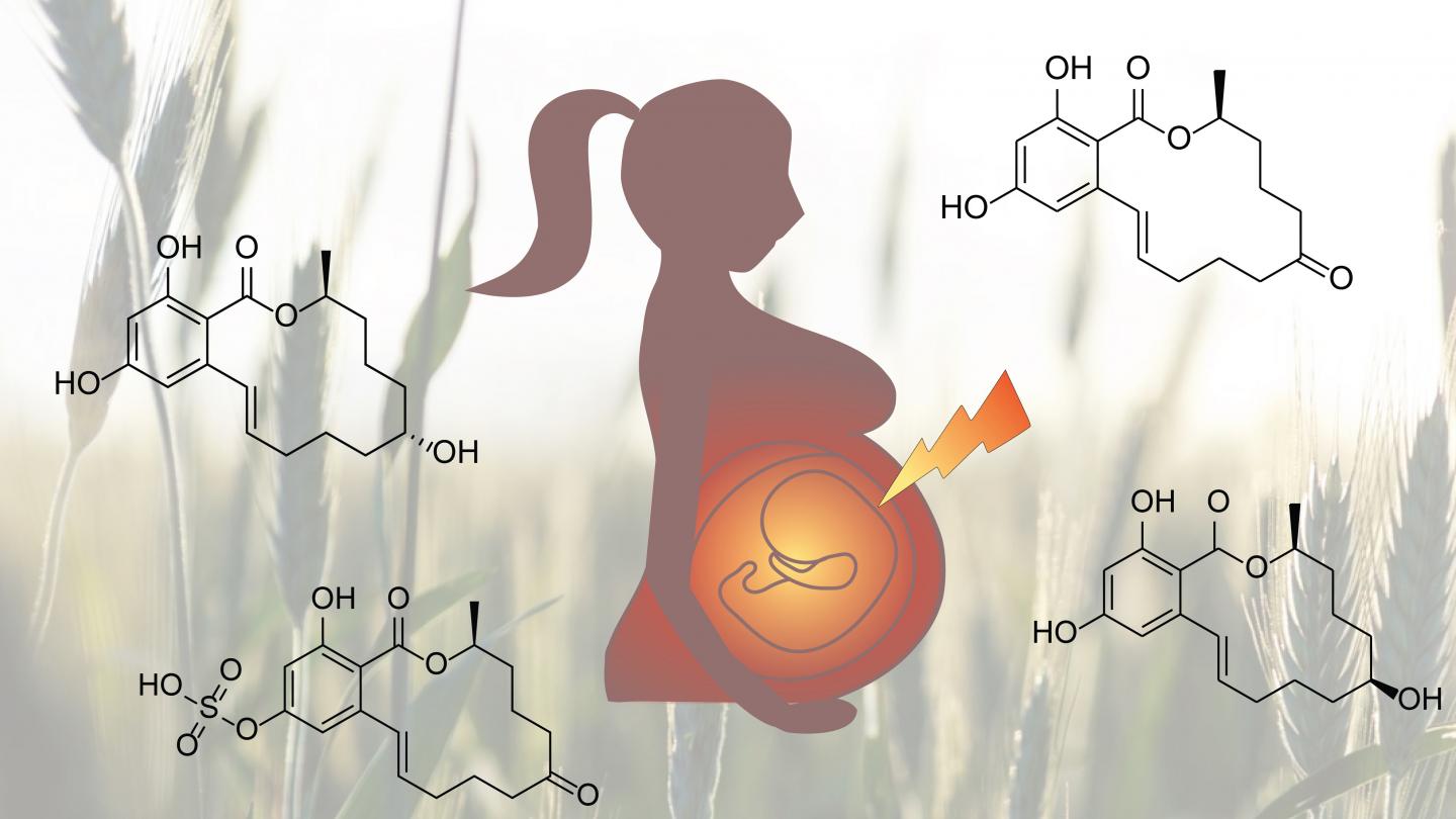Placenta Transit of An Environmental Estrogen
