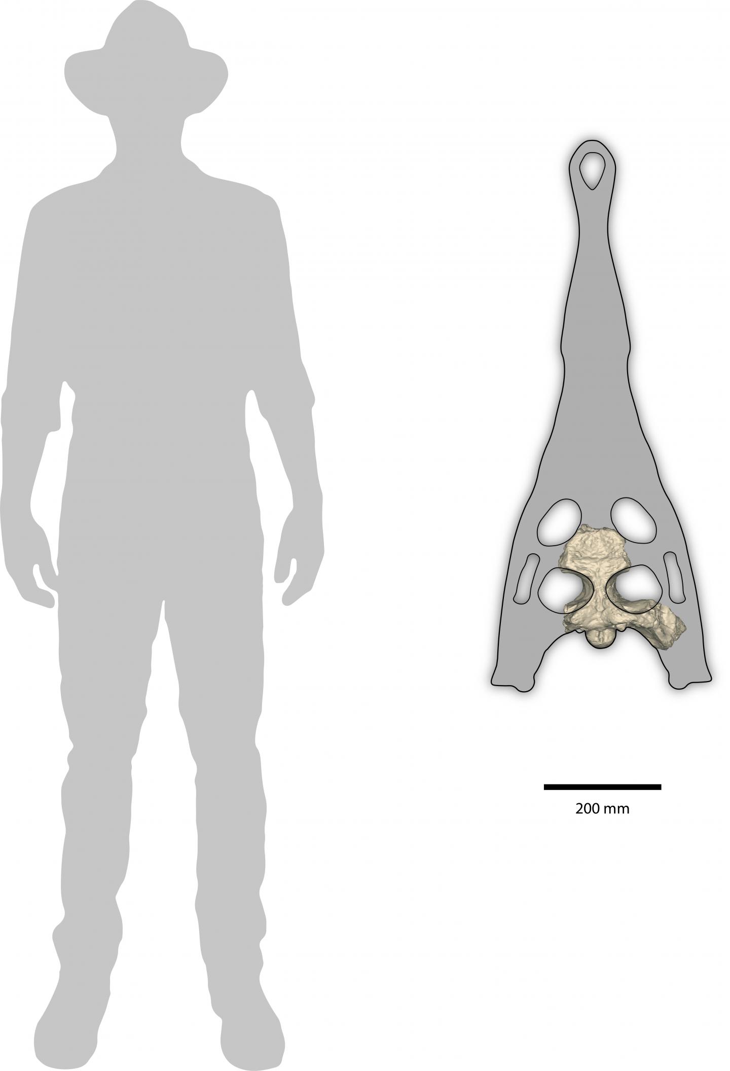 Scale
