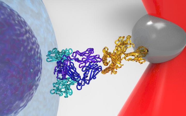 T Cell Recognizing