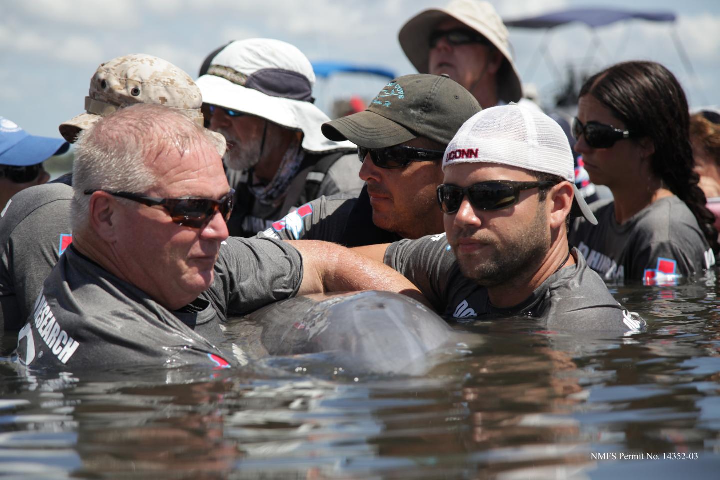 Dolphin Research in Water