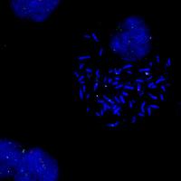 Salk Institute -- Dixon Lab -- Composite