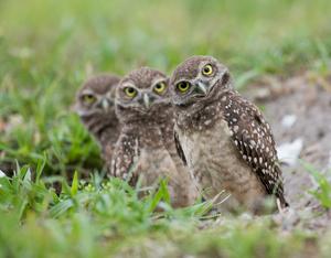 Burrowing owls