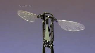 RoboBees: Design Poses Intriguing Engineering, Computer Science Challenges