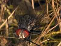 <i>Philornis downsi</i>