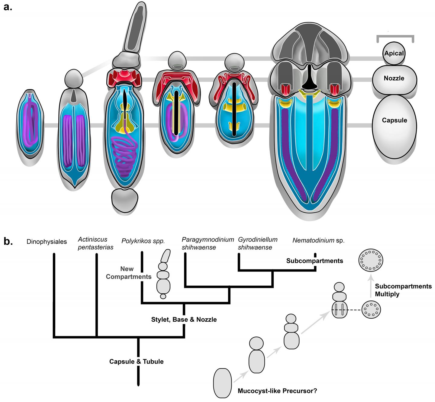 Evolution of Complex Ballistic 'Harpoons' in Microbes (11 of 11)