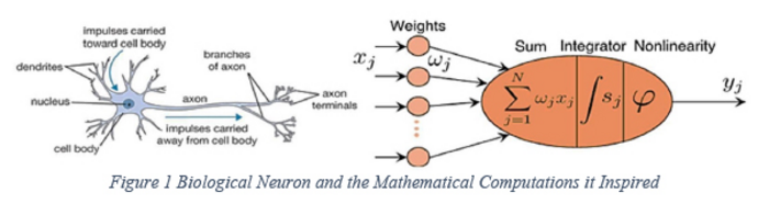 Figure 1 Biological Neuron and the Mathematical Computations it Inspired