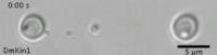 Kinesin-1-type: Straight Movement