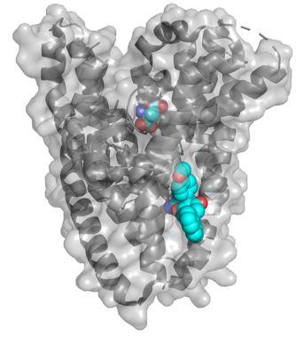 Amino Acid Transporters as Disease Modifiers and Drug Targets
