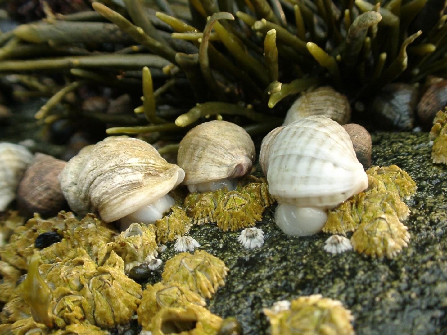 Iconic food web threatened by climate change