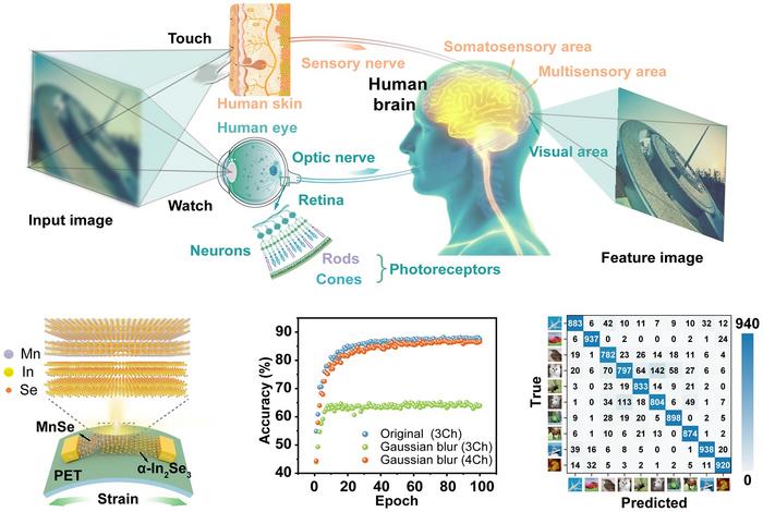 Bioinspired Design and Schematic of the Strain-Regulated Visual-Tactile Fusion System.