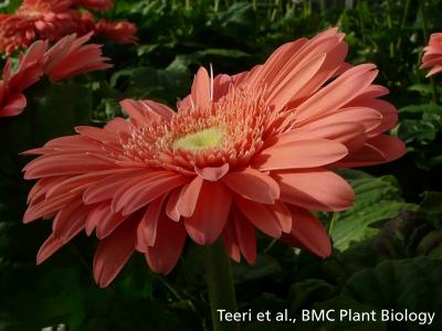 Gerbera