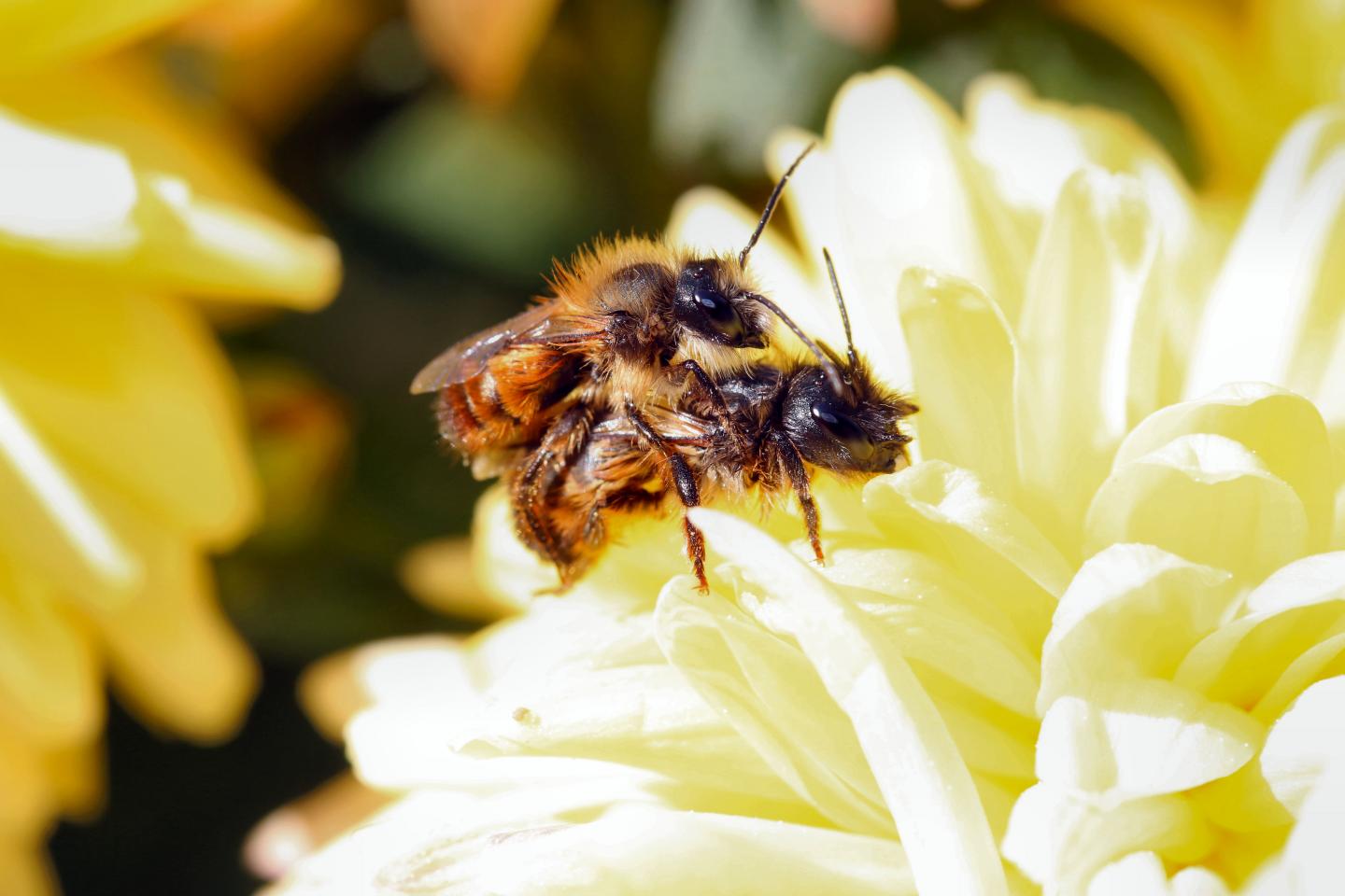 Red Mason Bee Mating
