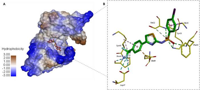 Analysis of the ligand binding interactions within the TK