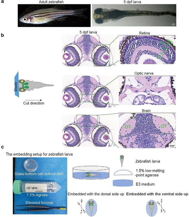 Histological and cellular characterization of zebrafish larval development.