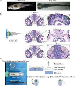 Histological and cellular characterization of zebrafish larval development.