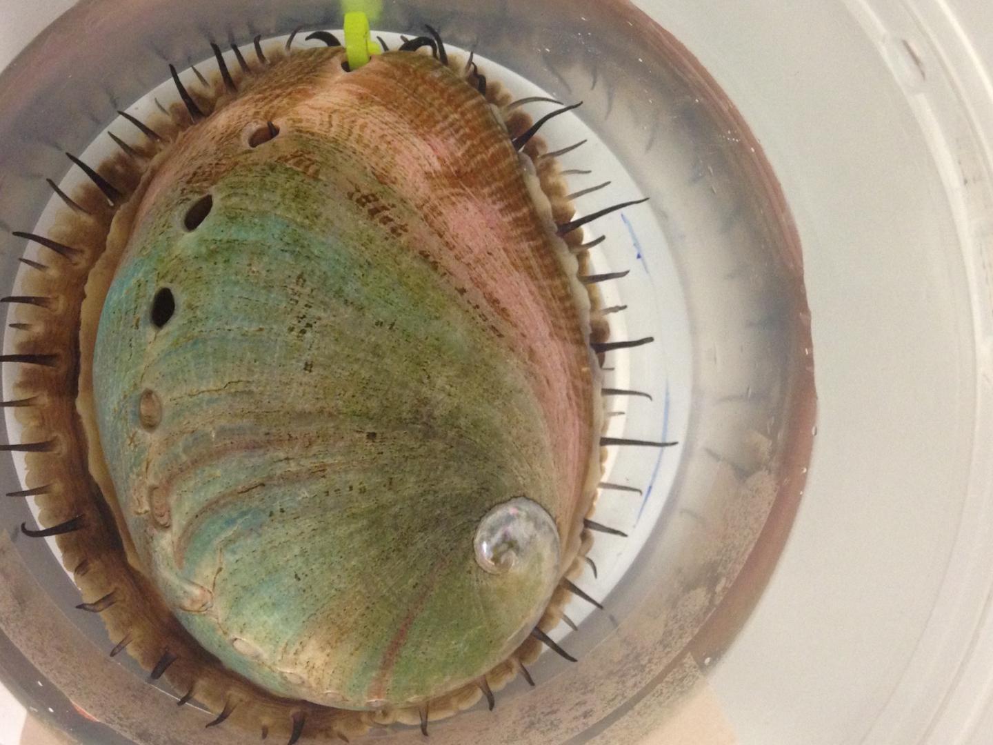 Red Abalone