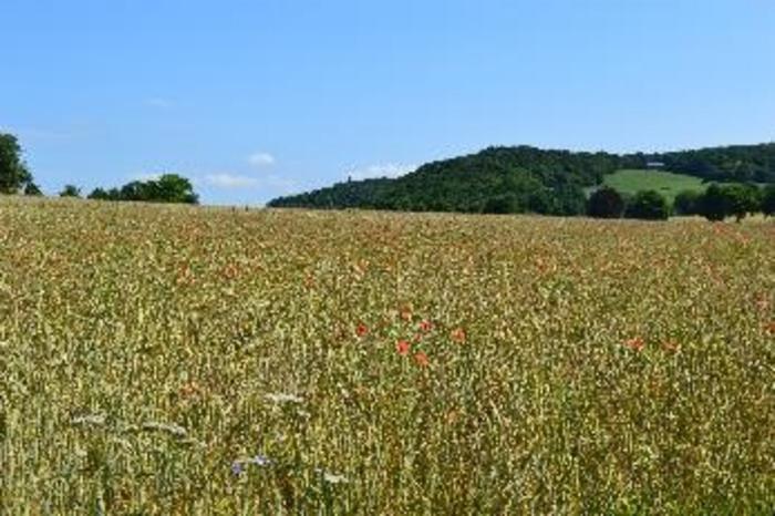 Organically farmed winter wheat