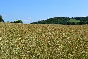 Organically farmed winter wheat