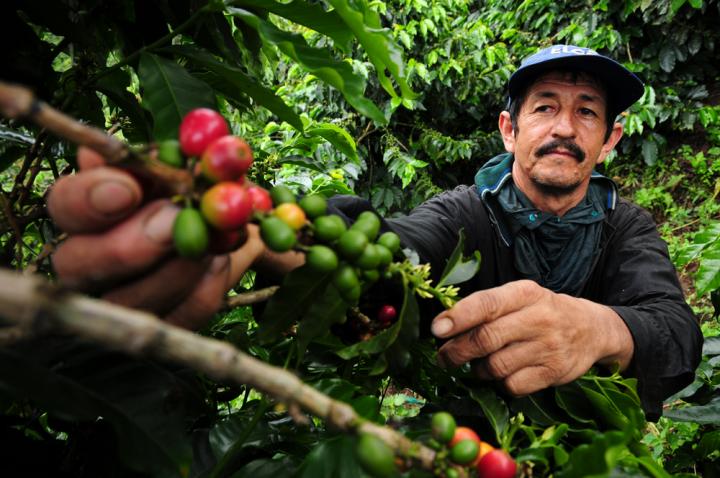 Climate Change a Buzzkill for Coffee Lovers (1 of 2)