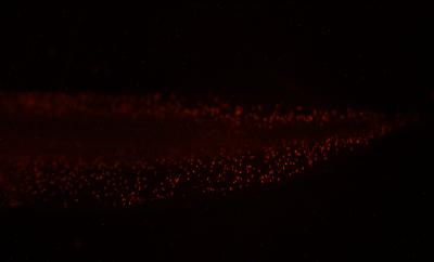 Depolarized Tadpole