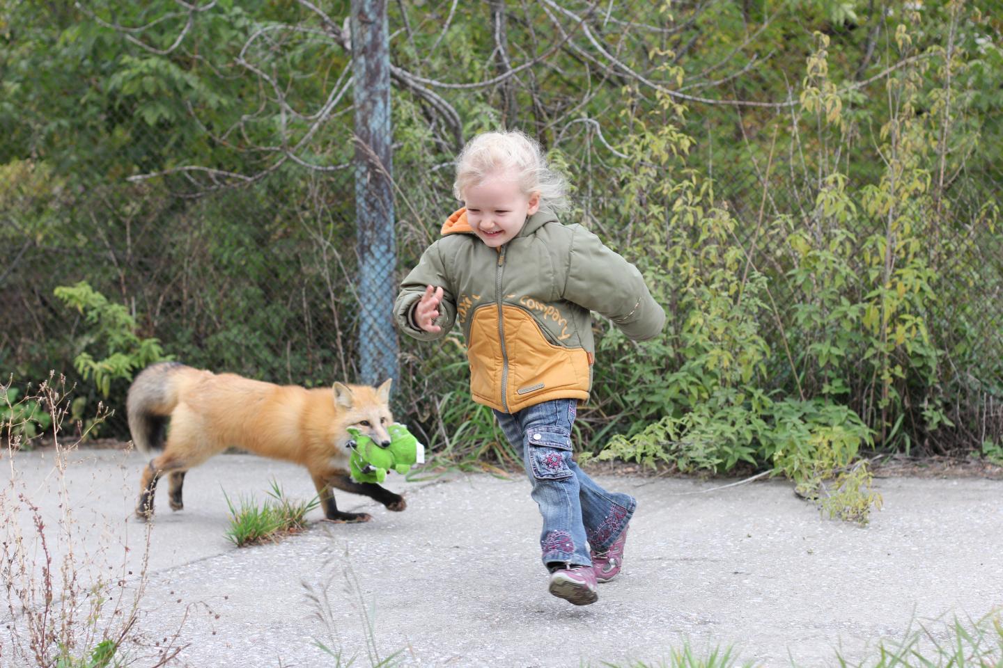 Fox Bred for Friendly Behavior